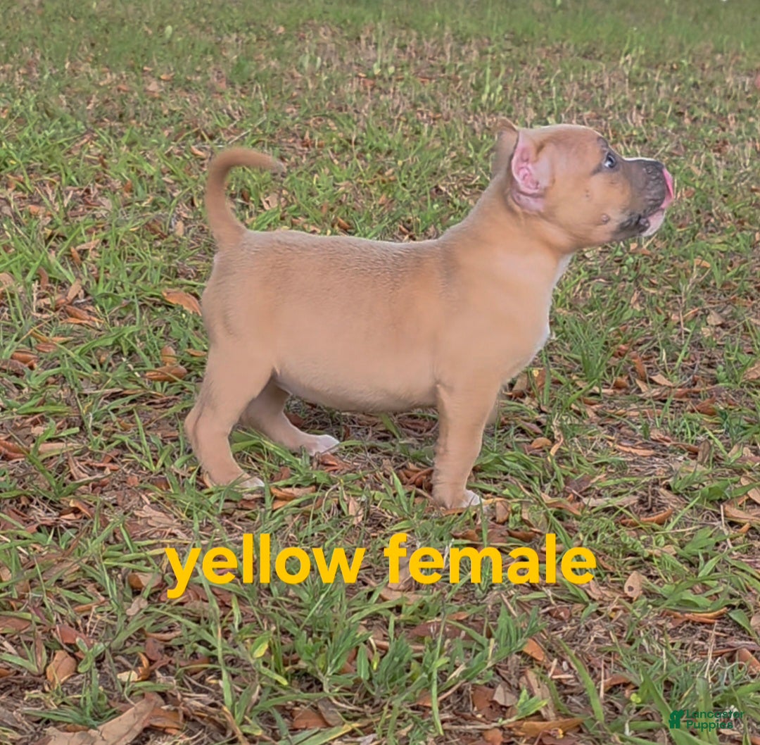 American Bully dogs American Bully Puppy 3 - Ad 5