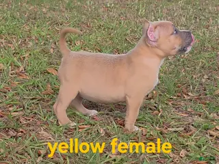 American Bully dogs American Bully Puppy 3 - Ad 5