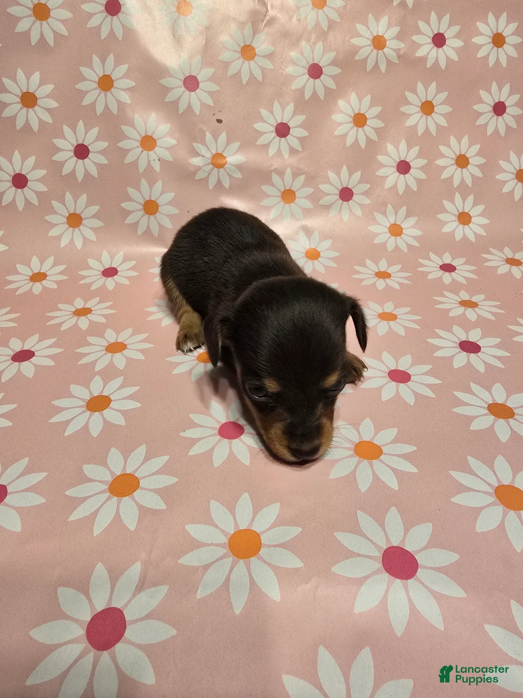 Miniature Dachshund dogs for sale: Honey - Ad 3