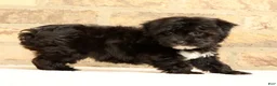 Yochon dogs for sale: Oreo - Ad 6