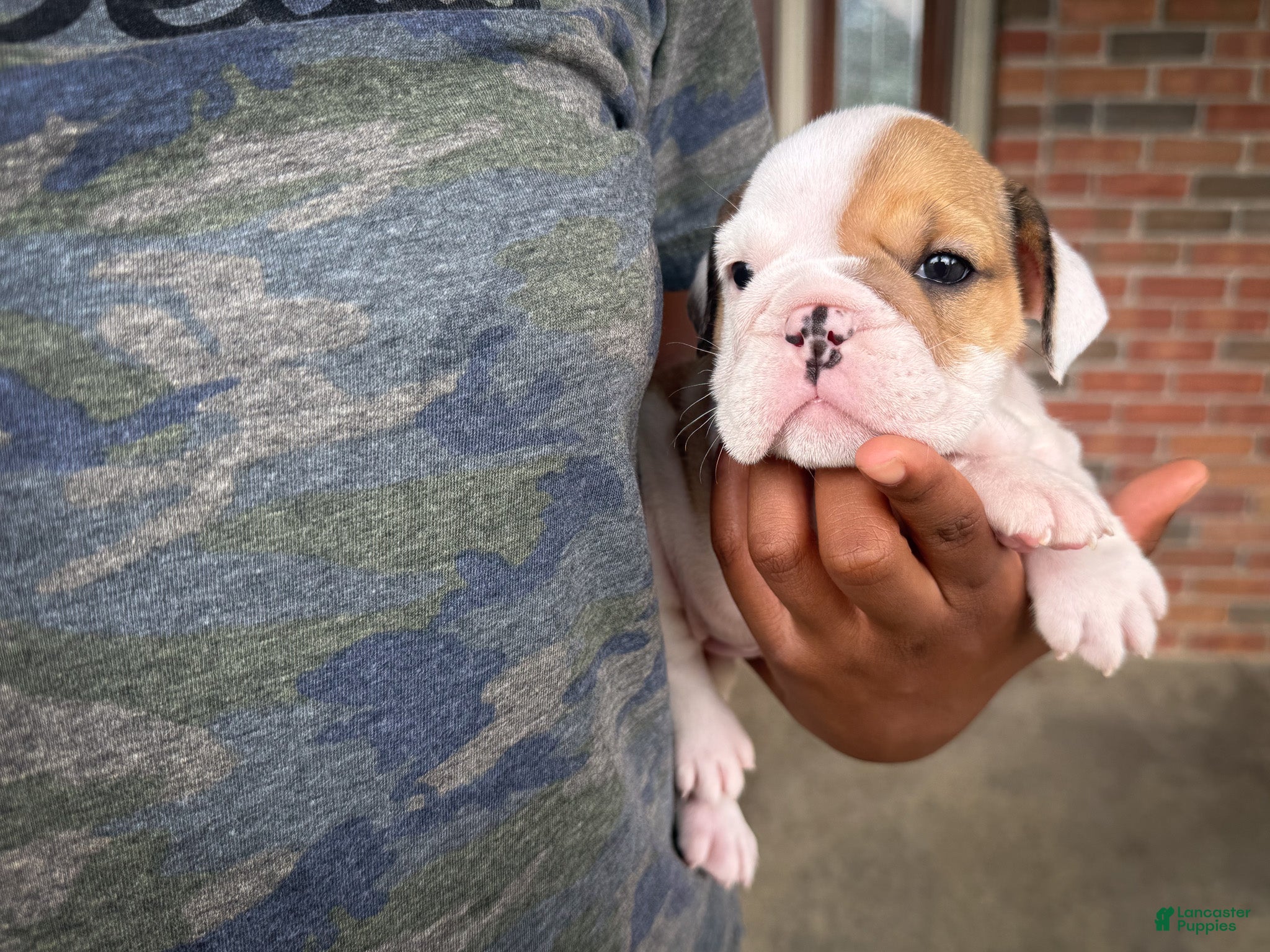 English Bulldog dogs Honey - Ad 1