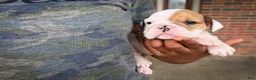 English Bulldog dogs for sale: Honey - Ad 1