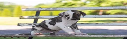 Great Dane dogs for sale: Ace - Ad 3