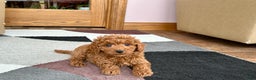 Cavapoo dogs for sale: Cavapoo male Puppy 2 - Ad 1