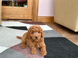 Cavapoo dogs Cavapoo male Puppy 2 - Ad 8