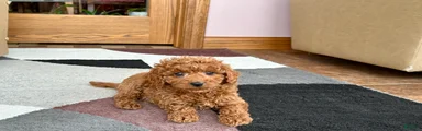 Cavapoo male Puppy 2
