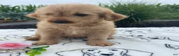 Labradoodle dogs for sale: Ronald - Ad 2