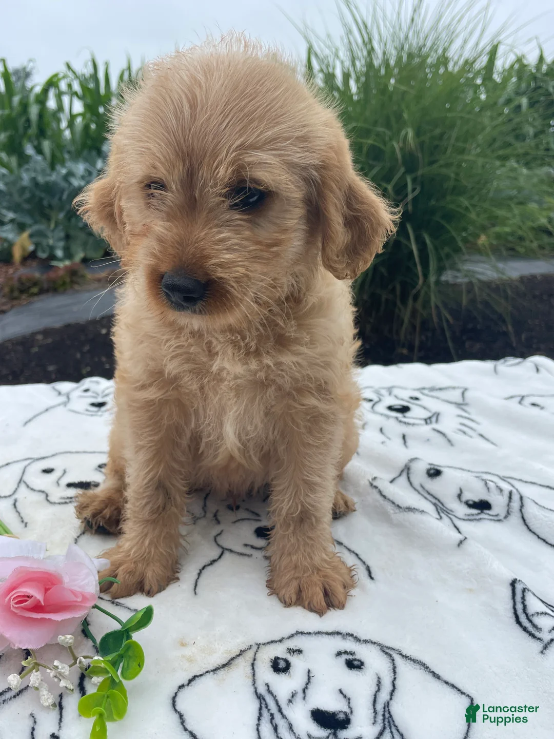 Labradoodle dogs for sale: Ronald - Ad 2