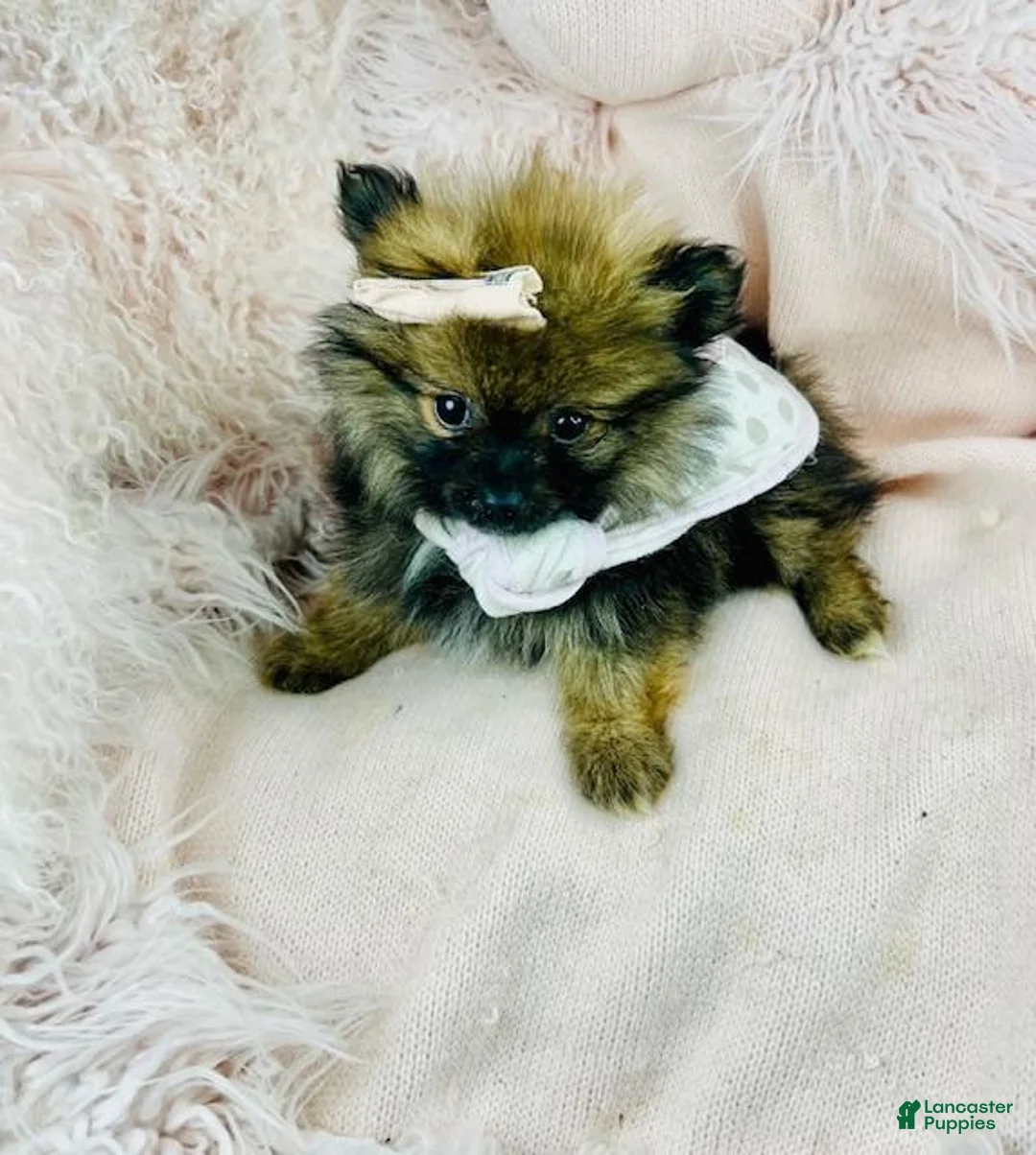 Pomeranian dogs for sale: Pomeranian Puppy 1 - Ad 1