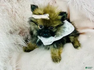 Pomeranian dogs Pomeranian Puppy 1 - Ad 15