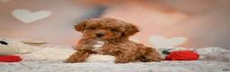 Toy Poodle dogs for sale: Bella - Ad 7