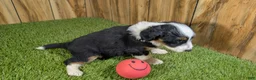 Mini Aussiedoodle dogs for sale: Sunset Girl 3 - Ad 4