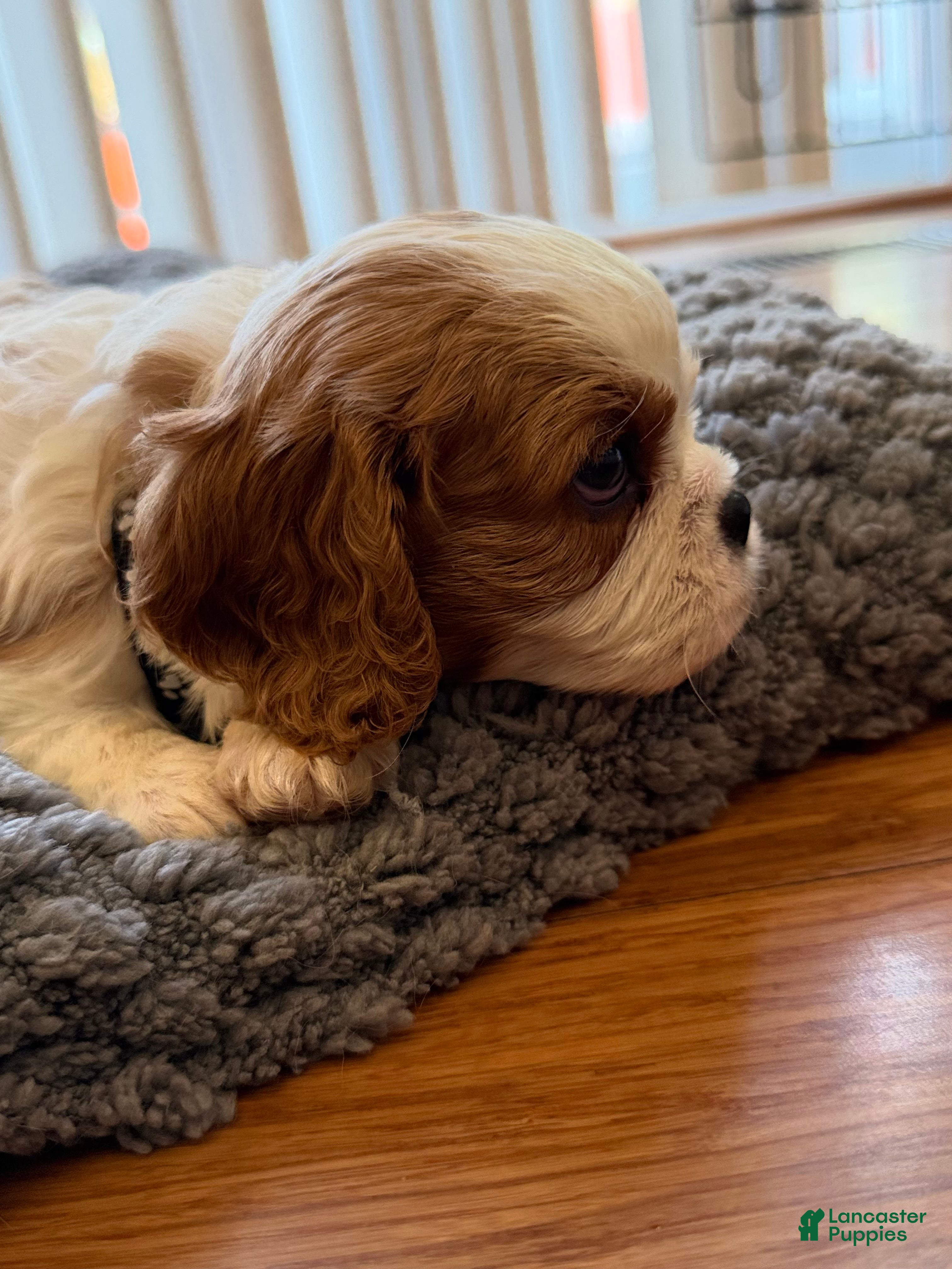 Cavalier King Charles Spaniel dogs Oliver - Ad 2