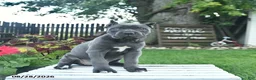Cane Corso dogs for sale: Dahlia  - Ad 3