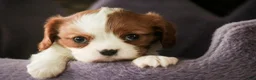 Cavalier King Charles Spaniel dogs for sale: Lavender - Ad 3