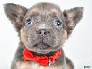 French Bulldog dogs Vinceton - Ad 41