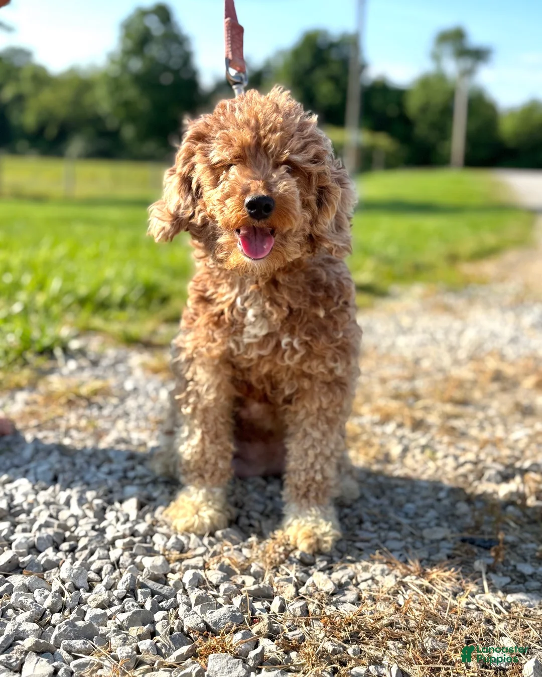 Miniature Poodle dogs for sale: Koko - Ad 5