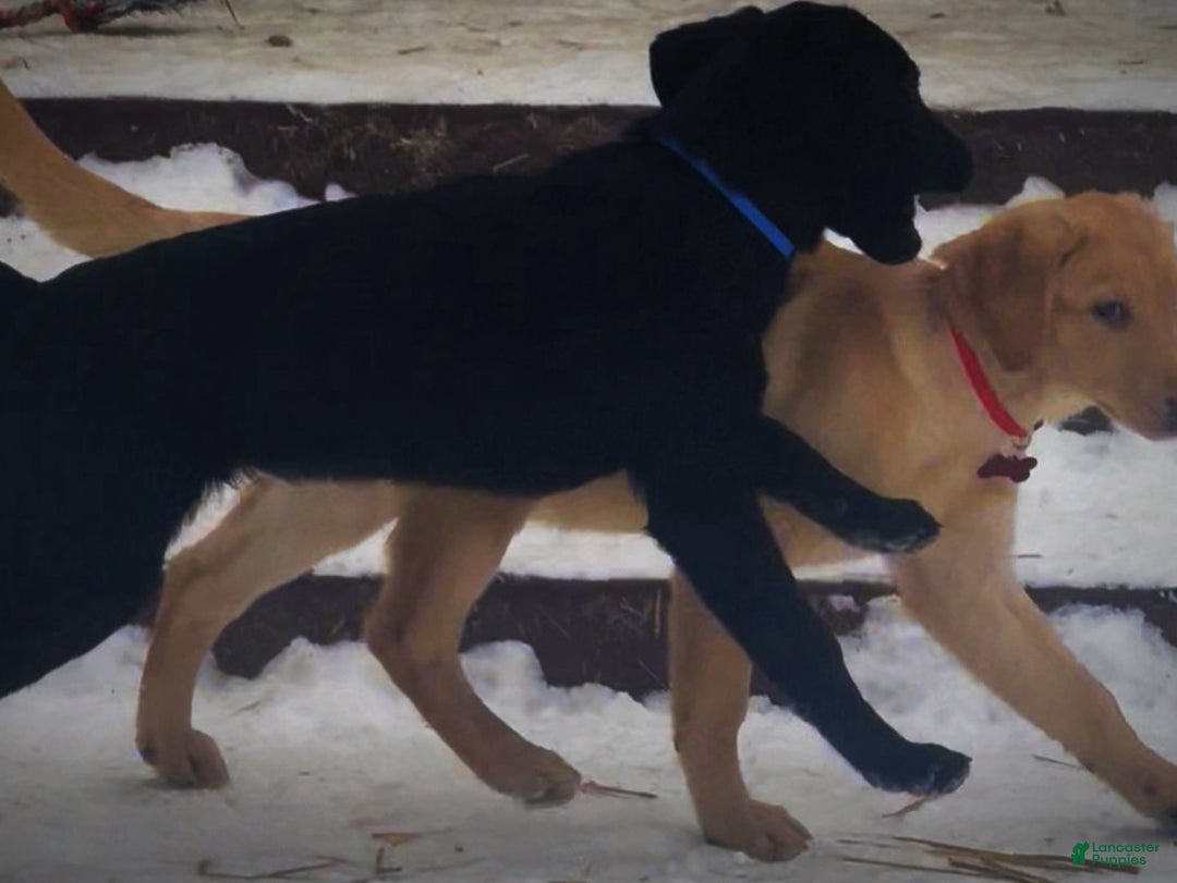 Labrador Retriever dogs for sale: Labrador Retriever Puppy 1 - Ad 11