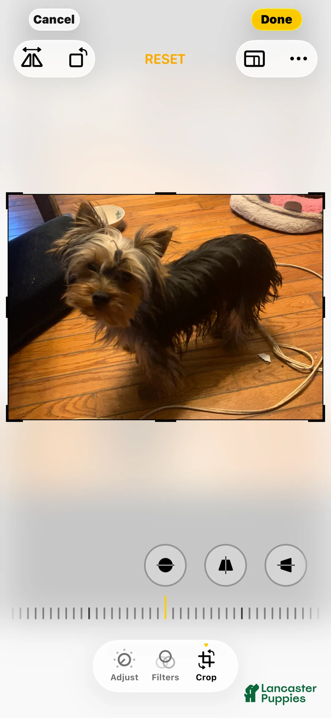 Yorkshire Terrier dogs for sale: Yorkshire Terrier Puppy 1 - Ad 2