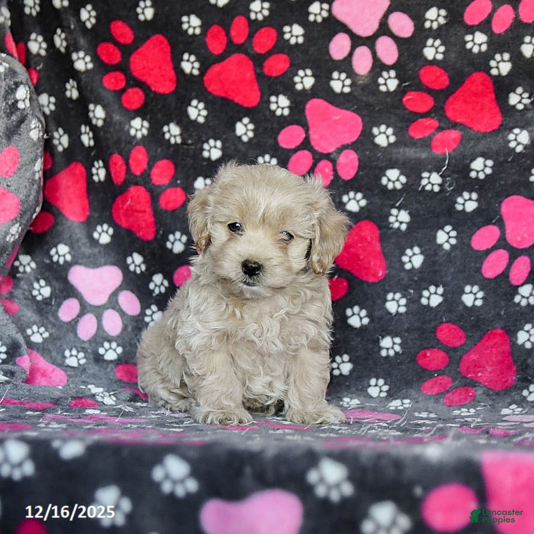 Mixed Breed dogs for sale: Harley - Ad 2