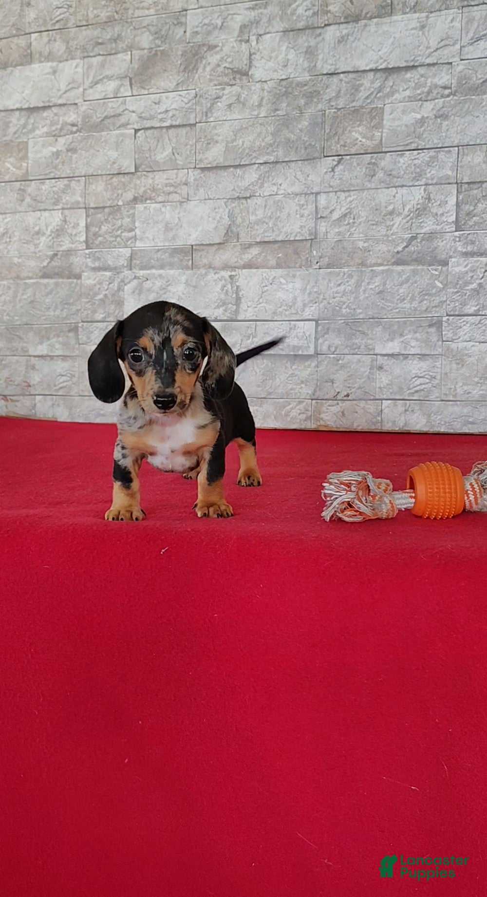 Miniature Dachshund dogs Stacy - Ad 1