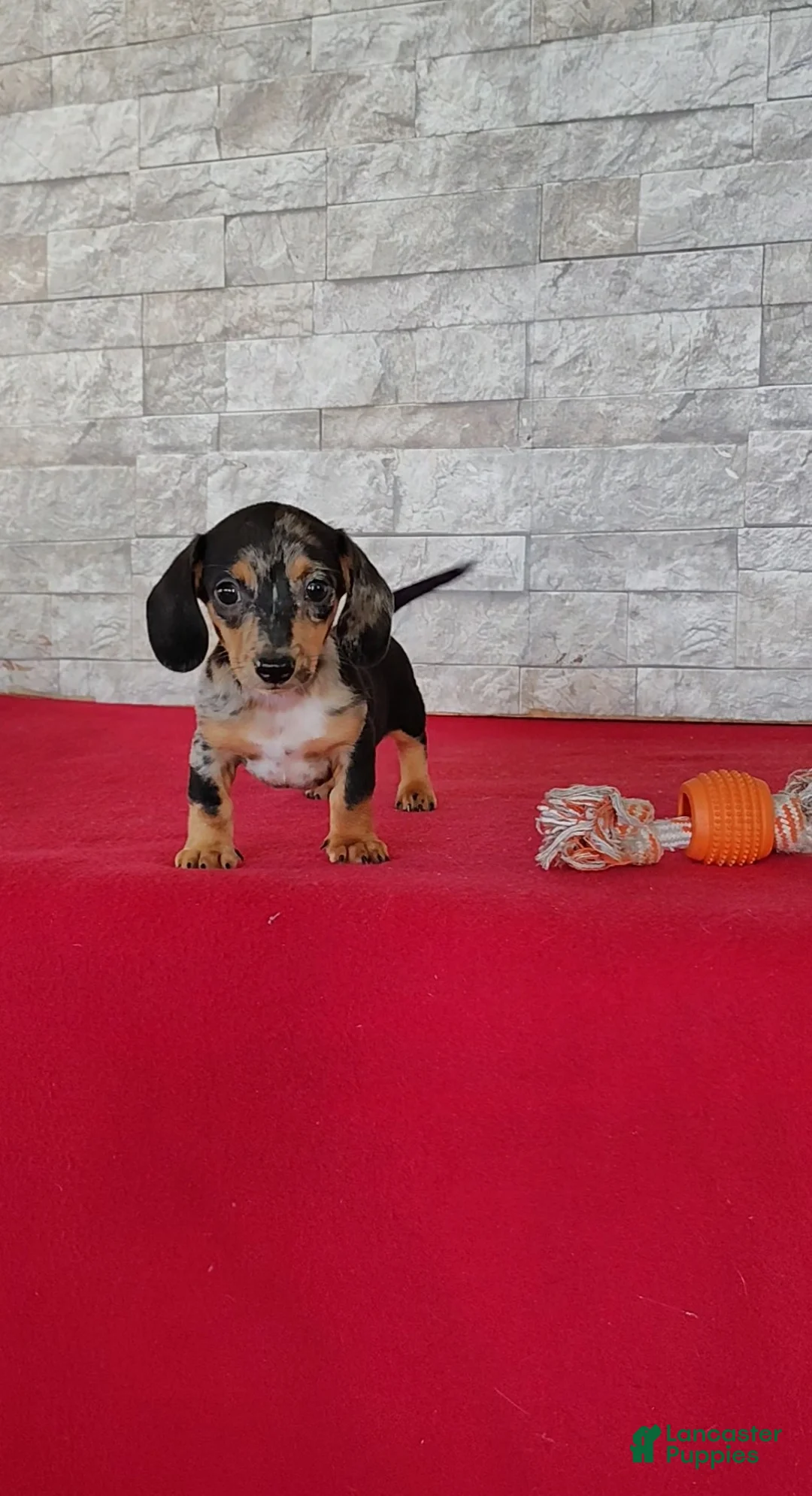 Miniature Dachshund dogs for sale: Stacy - Ad 1