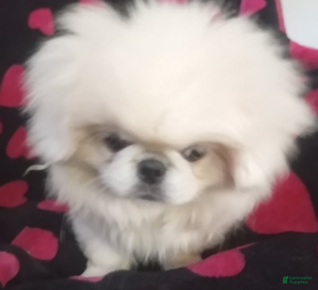 Pekingese dogs for sale: Wonder - Ad 1