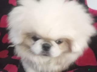 Pekingese dogs Wonder - Ad 3