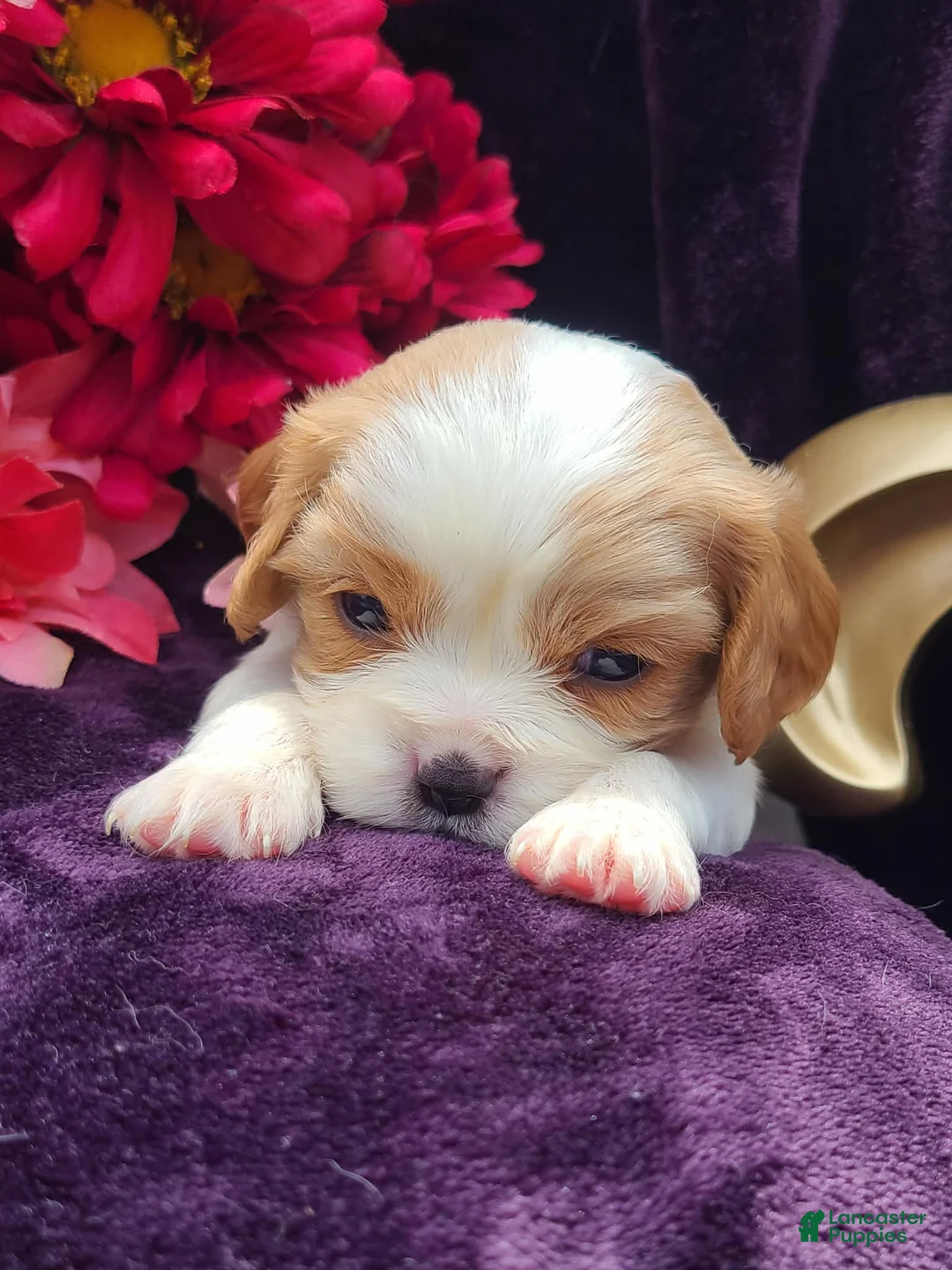 Cavalier King Charles Spaniel dogs for sale: Colby - Ad 1