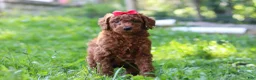 Standard Poodle dogs for sale: Bella AKC - Ad 5