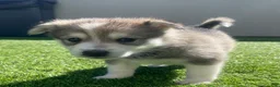 Alaskan Klee Kai dogs for sale: Vermax - Ad 8
