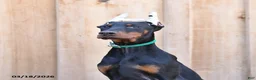 Doberman Pinscher dogs for sale: Raindrop - Ad 5