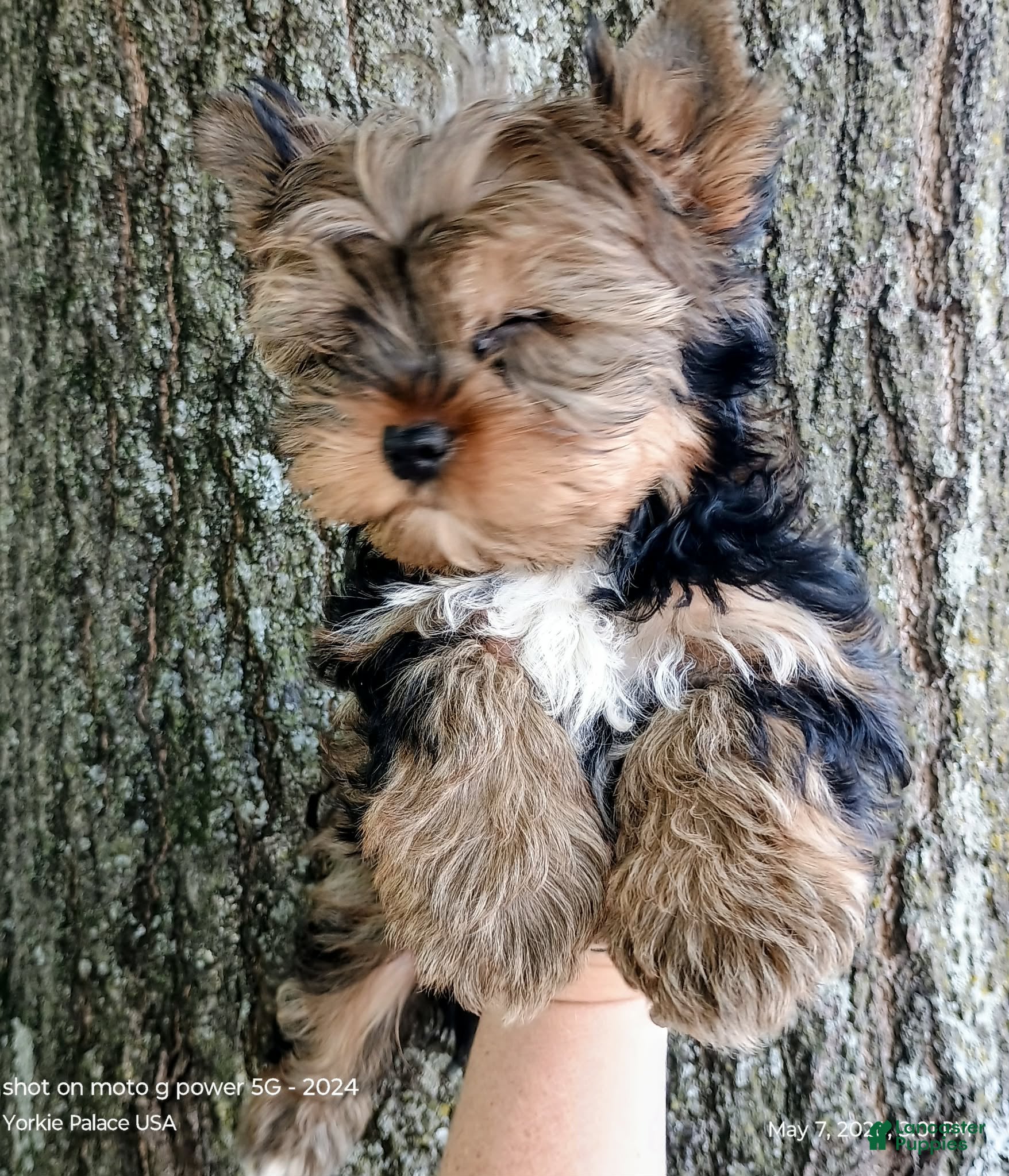 Yorkshire Terrier dogs Yorkshire Terrier Puppy 1 - Ad 1