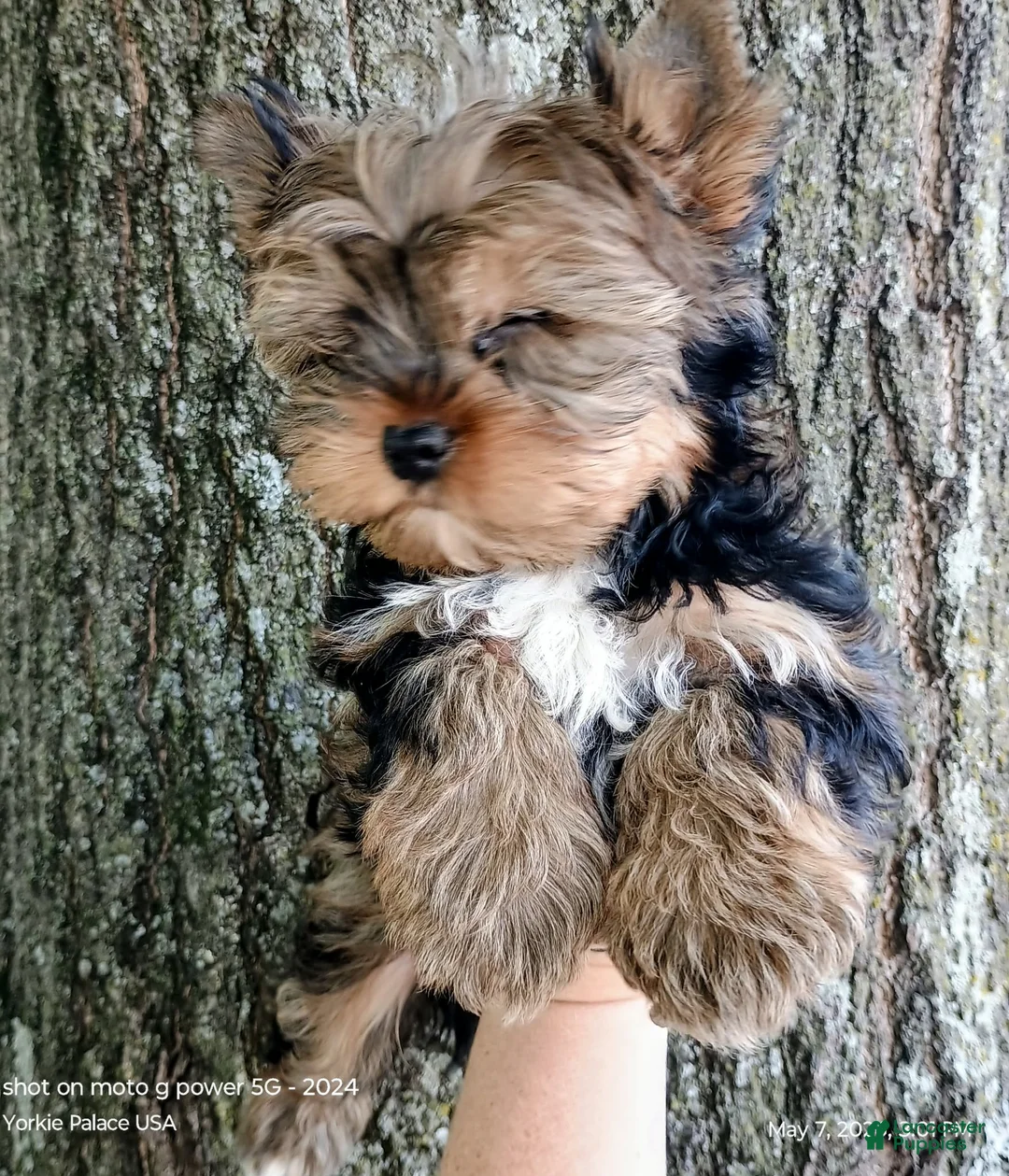 Yorkshire Terrier dogs for sale: Yorkshire Terrier Puppy 1 - Ad 1