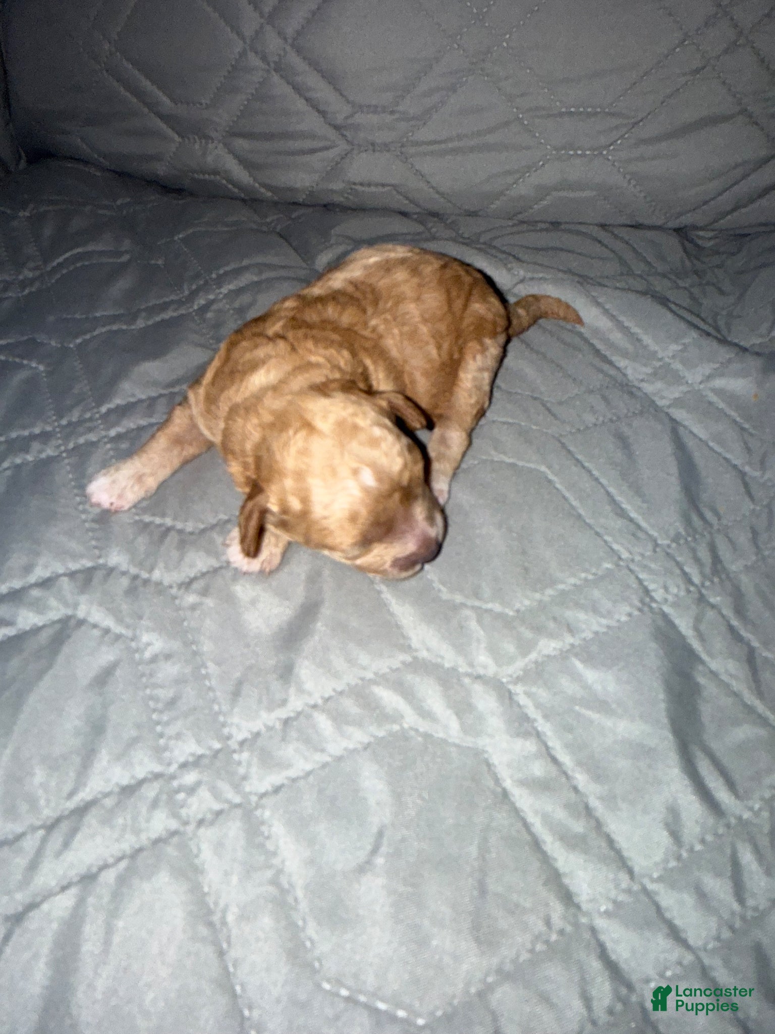 Miniature Poodle dogs Miniature Poodle Puppy 1 - Ad 2