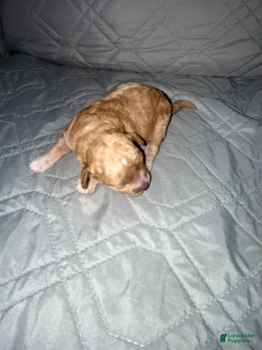 Miniature Poodle dogs for sale: Miniature Poodle Puppy 1 - Ad 1