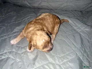 Miniature Poodle dogs Miniature Poodle Puppy 1 - Ad 2