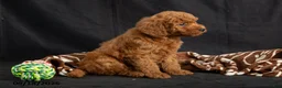 Mini Goldendoodle dogs for sale: Davie - Ad 5