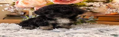 Maltipoo 1
