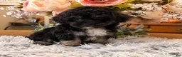 Maltipoo dogs for sale: Maltipoo 1 - Ad 1