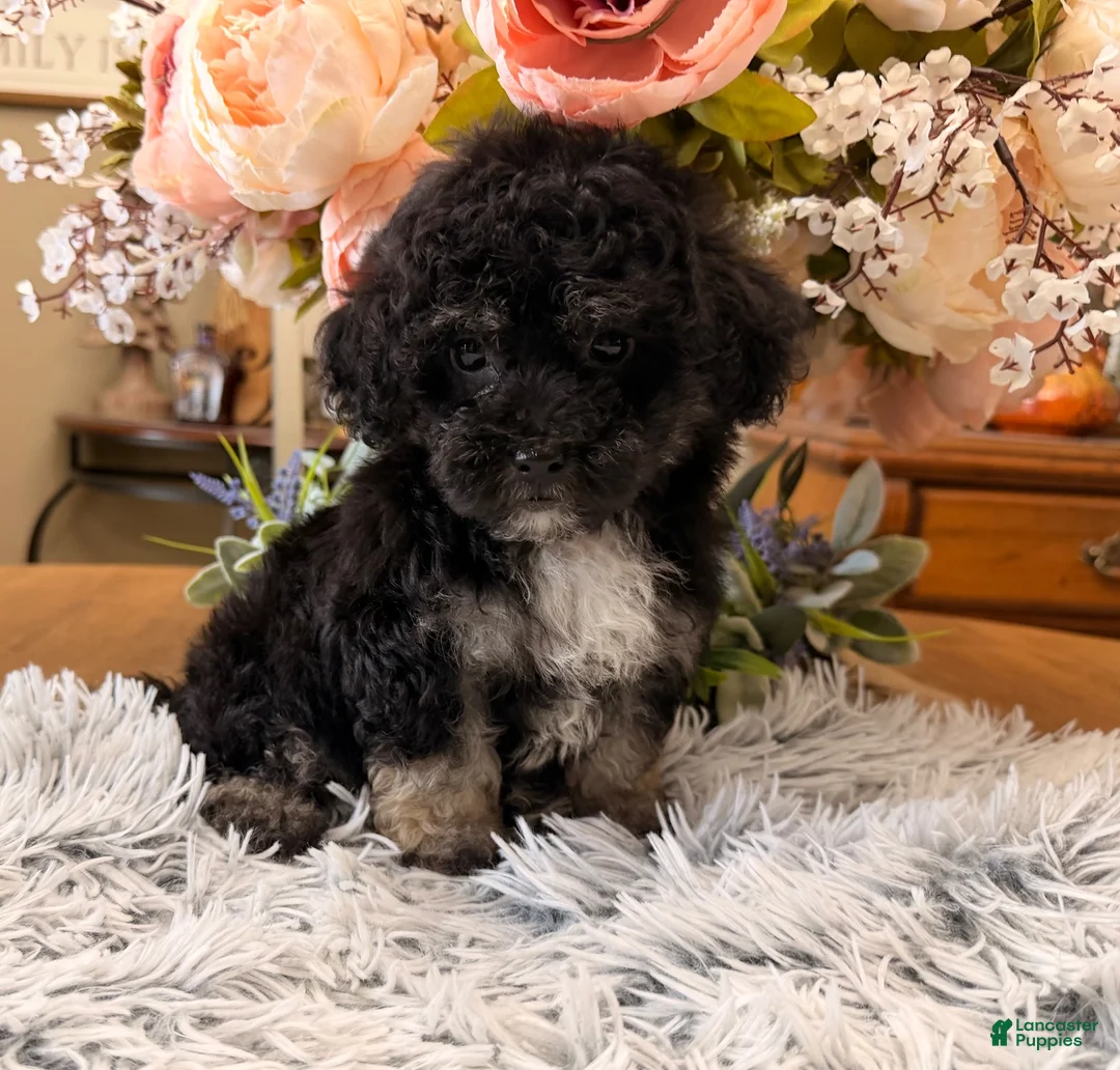 Maltipoo dogs for sale: Maltipoo 1 - Ad 1