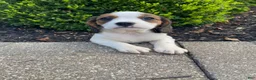 Mixed Breed dogs for sale: Jo - Ad 10