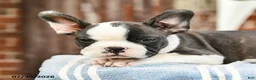 Frenchton dogs for sale: Deon - Ad 4