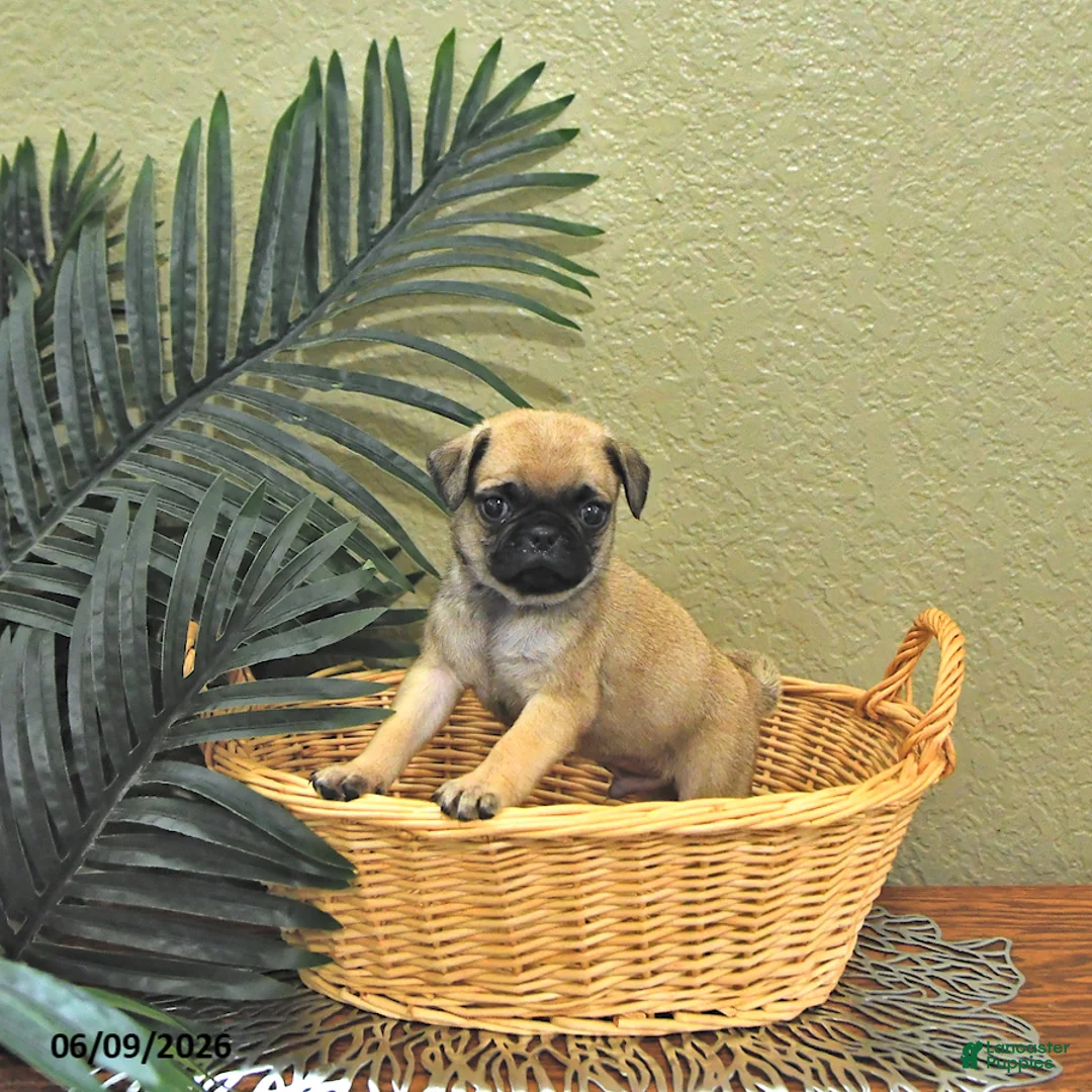 Mixed Breed dogs for sale: Champ  - Ad 2