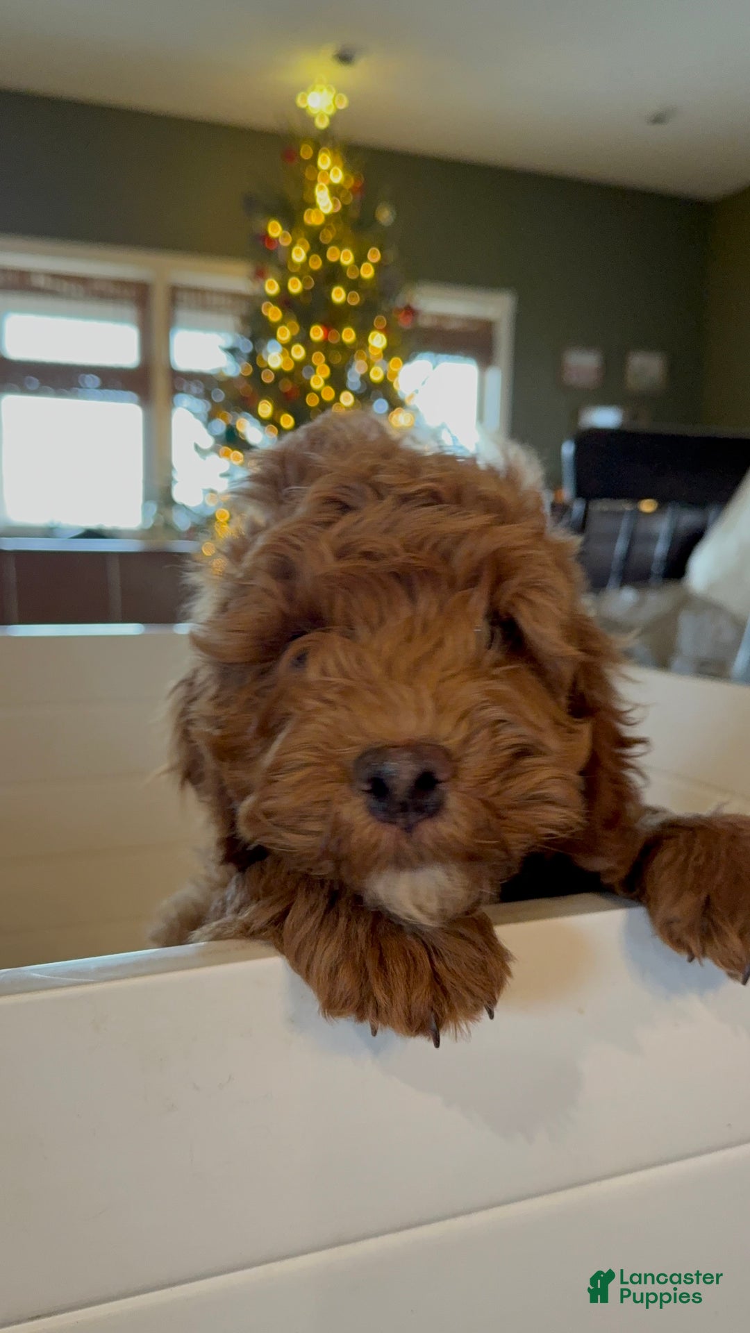 Irish Doodle dogs for sale: Archie - Ad 2