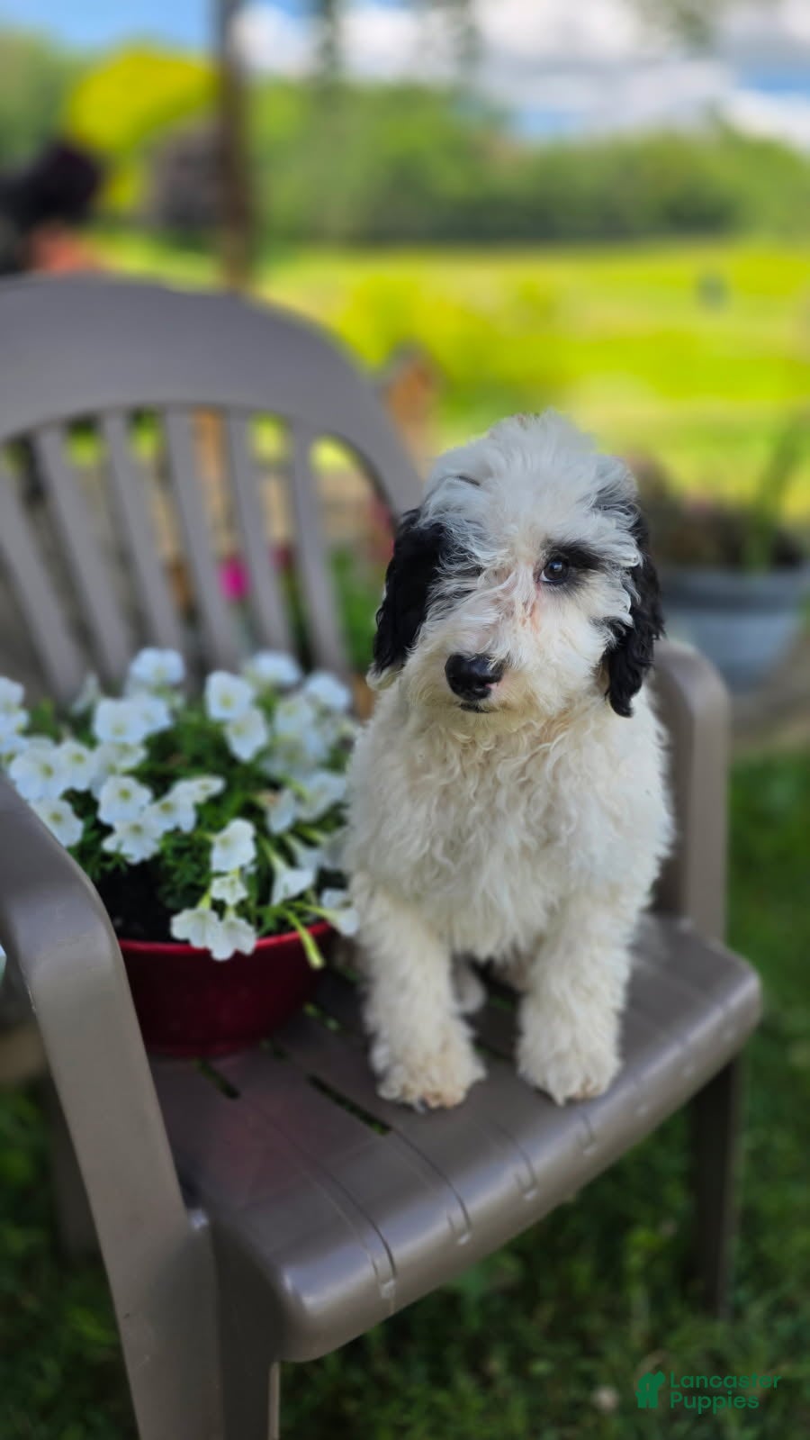 Goldendoodle dogs Leo - Ad 2