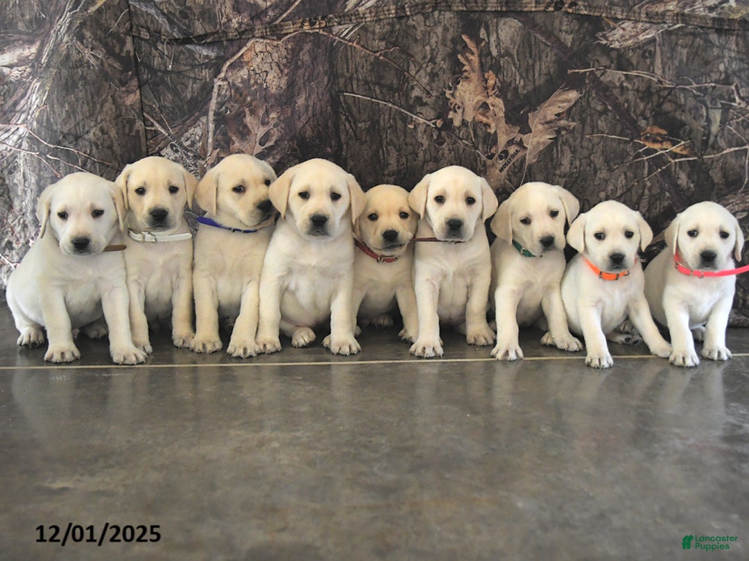 Labrador Retriever dogs for sale: Ginger - Ad 3
