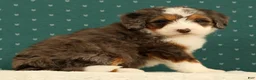 Mini Bernedoodle dogs for sale: Stormy - Ad 7