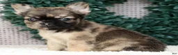 French Bulldog dogs for sale: Jesse - Ad 5