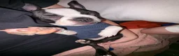 Boston Terrier dogs for sale: Boston Terrier Puppy 2 - Ad 2